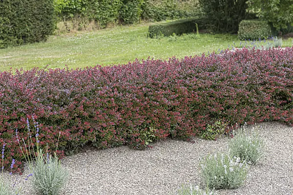 616164 - Purple leaf barberry (Berberis thunbergii 'Atropurpurea Nana')