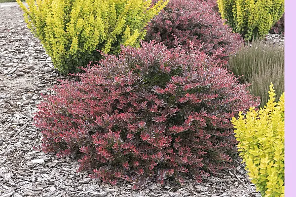 651110 - Purple leaf barberry (Berberis thunbergii 'Atropurpurea Nana')