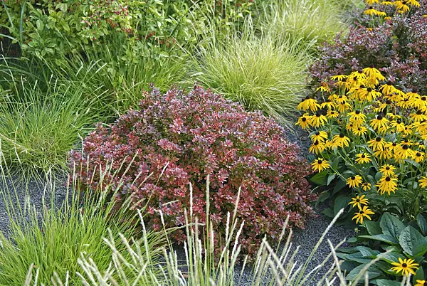 502119 - Purple leaf barberry (Berberis thunbergii 'Atropurpurea Nana') and orange cone flower (Rudbeckia fulgida)