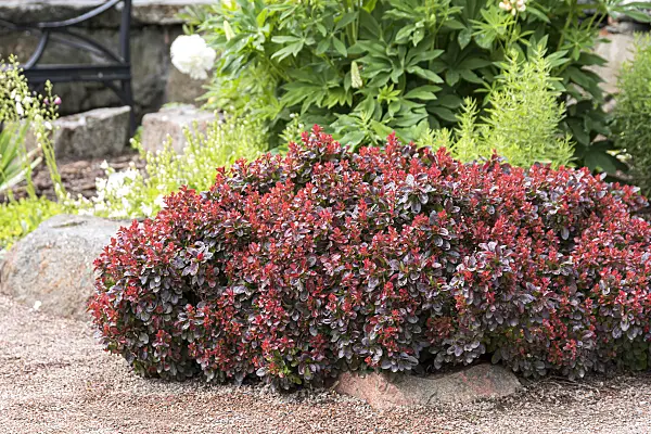 651111 - Purple leaf barberry (Berberis thunbergii 'Bagatelle')