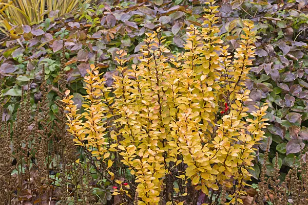 576024 - Purple leaf barberry (Berberis thunbergii 'Golden Rocket')