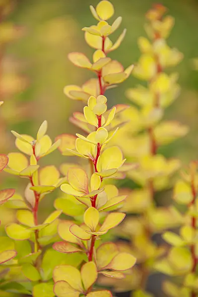 616165 - Purple leaf barberry (Berberis thunbergii 'Golden Torch')