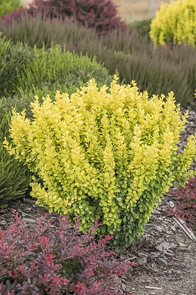 638037 - Purple leaf barberry (Berberis thunbergii 'Golden Torch')