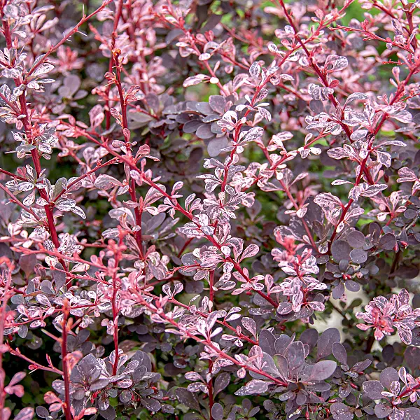 616166 - Purple leaf barberry (Berberis thunbergii 'Harlequin')