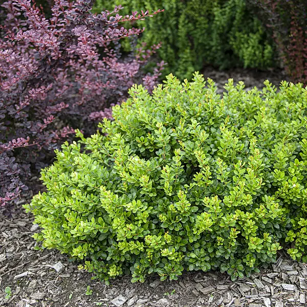 616167 - Purple leaf barberry (Berberis thunbergii 'Kobold')