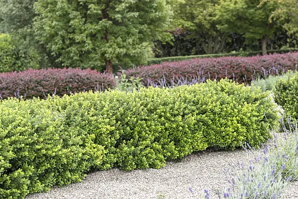616168 - Purple leaf barberry (Berberis thunbergii 'Kobold')