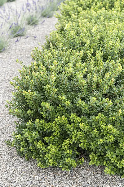 616169 - Purple leaf barberry (Berberis thunbergii 'Kobold')