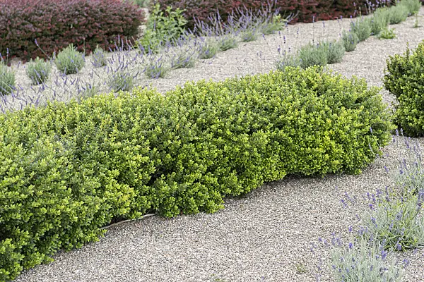 651112 - Purple leaf barberry (Berberis thunbergii 'Kobold')