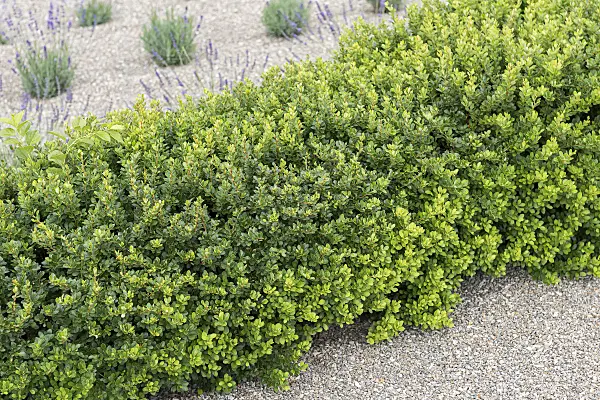 651113 - Purple leaf barberry (Berberis thunbergii 'Kobold')