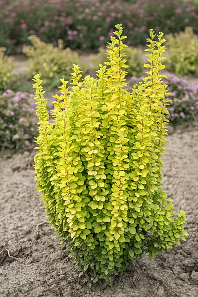 616170 - Purple leaf barberry (Berberis thunbergii 'Maria')