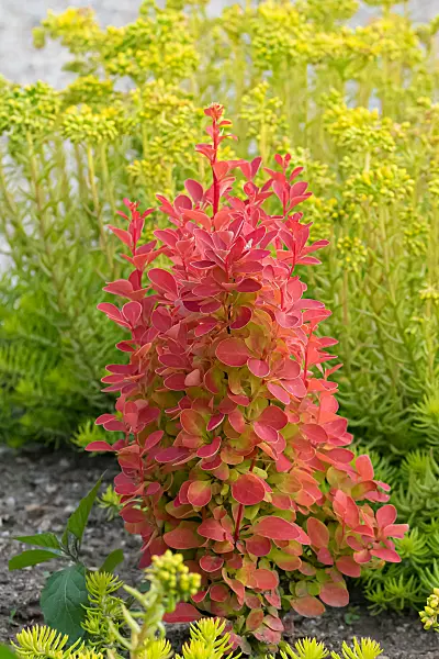 664054 - Purple leaf barberry (Berberis thunbergii 'Orange Ice')