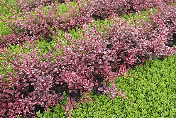 471364 - Purple leaf barberry (Berberis thunbergii 'Rose Glow')