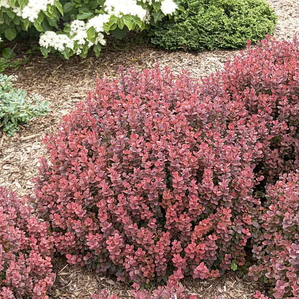 607011 - Purple leaf barberry (Berberis thunbergii 'Sunjoy Mini Maroon')