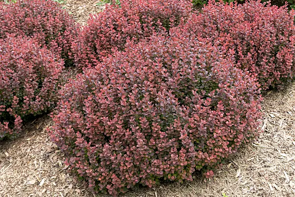 607013 - Purple leaf barberry (Berberis thunbergii 'Sunjoy Mini Maroon')