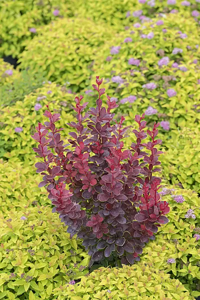 625126 - Purple leaf barberry (Berberis thunbergii 'Vulcano')