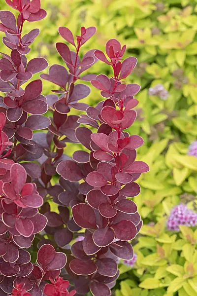 625127 - Purple leaf barberry (Berberis thunbergii 'Vulcano')