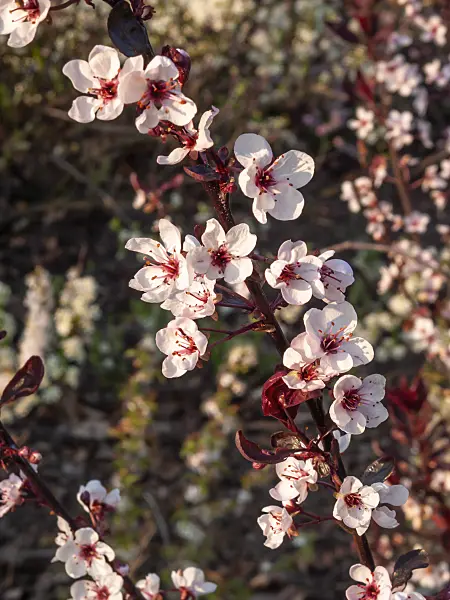 412055 - Purple leaf sand cherry (Prunus x cistena)