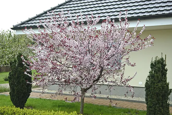 502364 - Purple leaf sand cherry (Prunus x cistena)