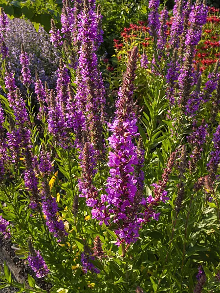 403004 - Purple loosestrife (Lythrum salicaria)