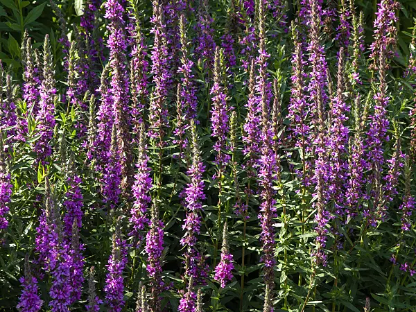 439240 - Purple loosestrife (Lythrum salicaria)