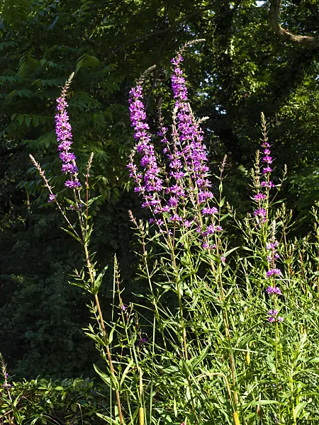 462031 - Purple loosestrife (Lythrum salicaria)