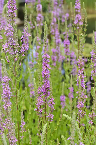 486140 - Purple loosestrife (Lythrum salicaria)