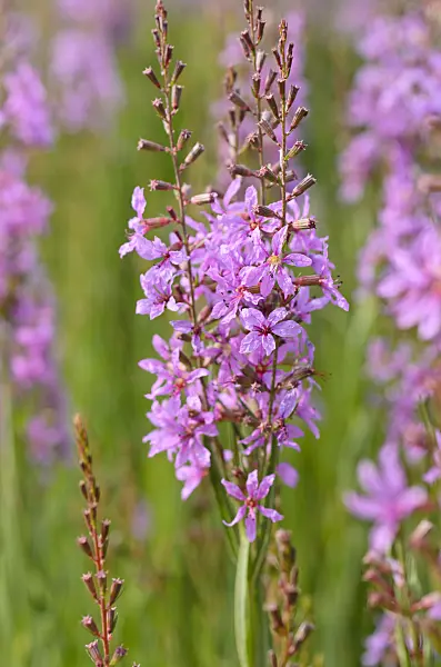 497299 - Purple loosestrife (Lythrum salicaria)