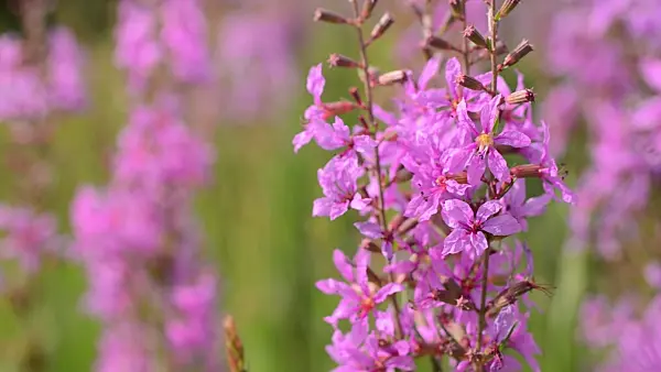 497302 - Purple loosestrife (Lythrum salicaria)