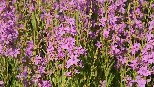 510012 - Purple loosestrife (Lythrum salicaria)