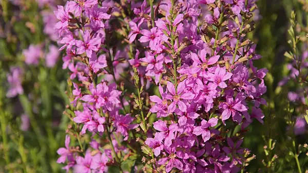 510013 - Purple loosestrife (Lythrum salicaria)