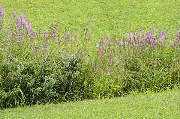 535176 - Purple loosestrife (Lythrum salicaria)