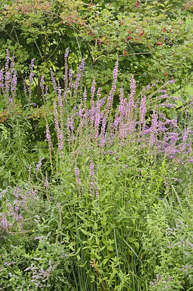 535178 - Purple loosestrife (Lythrum salicaria)