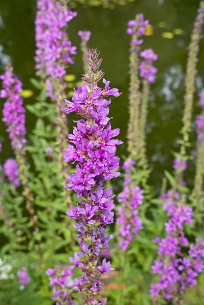 609013 - Purple loosestrife (Lythrum salicaria)