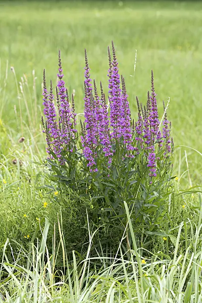 616421 - Purple loosestrife (Lythrum salicaria)