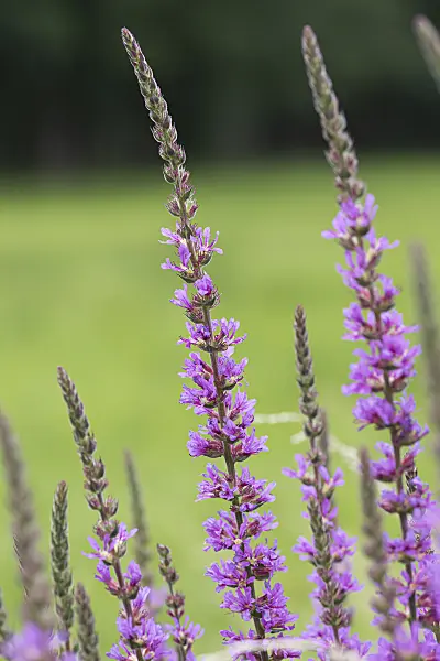 616422 - Purple loosestrife (Lythrum salicaria)
