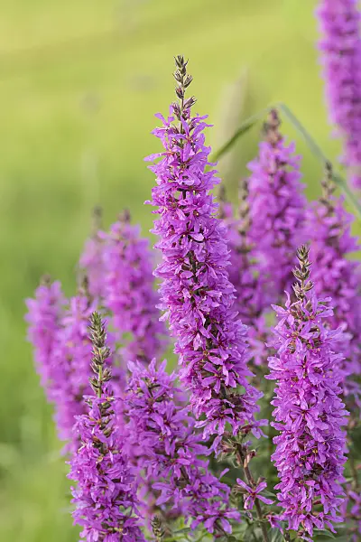 616423 - Purple loosestrife (Lythrum salicaria)