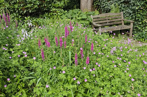 474045 - Purple loosestrife (Lythrum salicaria) and cranesbill (Geranium)