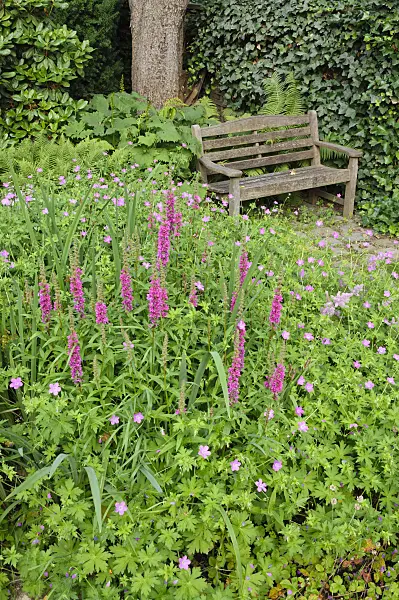 474046 - Purple loosestrife (Lythrum salicaria) and cranesbill (Geranium)