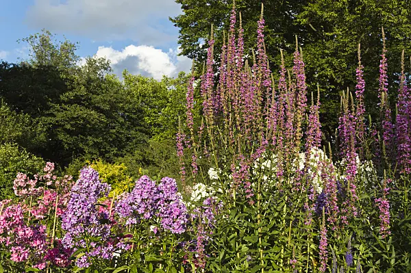 510103 - Purple loosestrife (Lythrum salicaria) and garden phlox (Phlox paniculata)