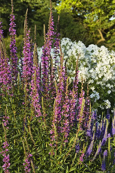 510105 - Purple loosestrife (Lythrum salicaria) and garden phlox (Phlox paniculata)