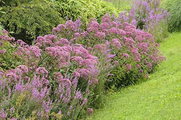 535175 - Purple loosestrife (Lythrum salicaria) and spotted Joe-Pye weed (Eupatorium maculatum syn. Eutrochium maculatum)