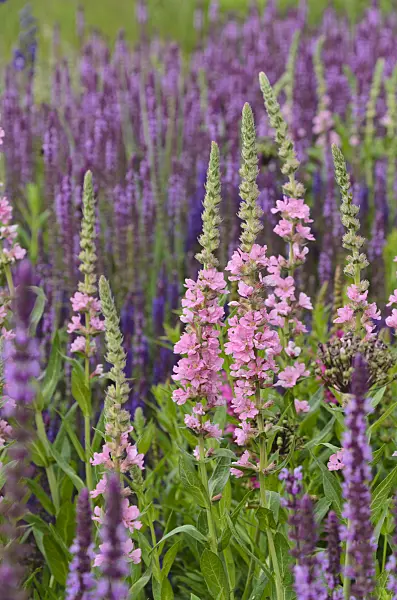 497065 - Purple loosestrife (Lythrum salicaria 'Blush') and woodland sage (Salvia nemorosa)