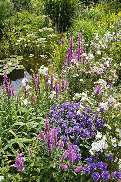 474111 - Purple loosestrife (Lythrum salicaria), clustered bellflower (Campanula glomerata) and mallows (Malva) at a garden pond