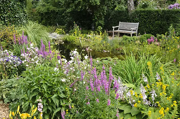 474110 - Purple loosestrife (Lythrum salicaria), dotted loosestrife (Lysimachia punctata) and mallow (Malva) at a garden pond