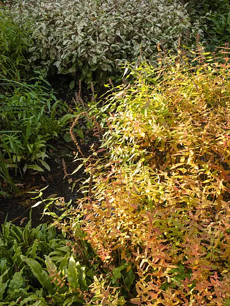 465197 - Purple loosestrife (Lythrum salicaria 'Feuerkerze')