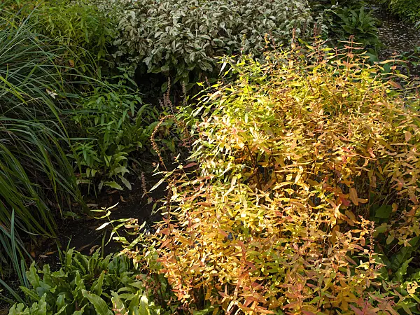 465198 - Purple loosestrife (Lythrum salicaria 'Feuerkerze')