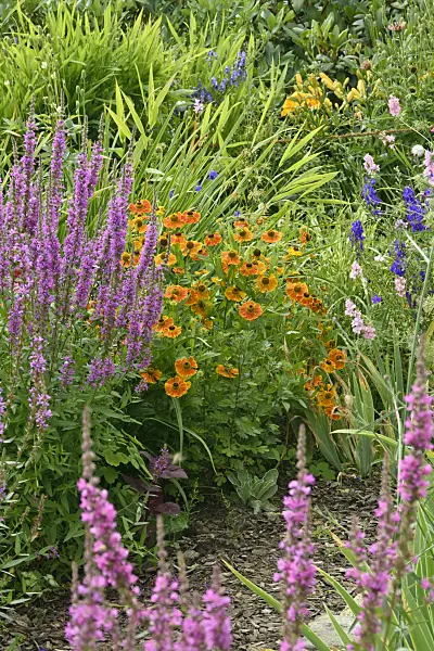 558003 - Purple loosestrife (Lythrum salicaria), sneezeweed (Helenium) and larkspur (Delphinium)