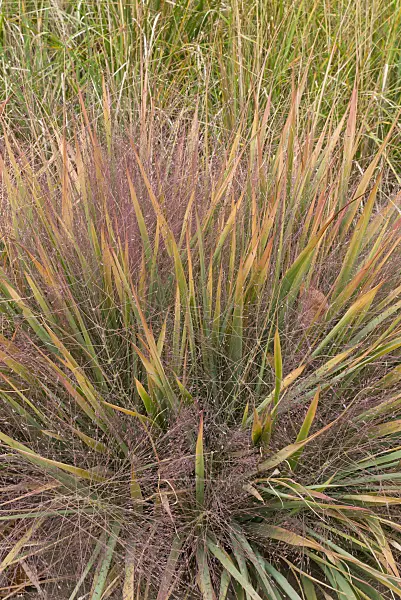 607251 - Purple lovegrass (Eragrostis spectabilis)