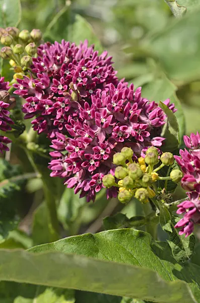 497103 - Purple milkweed (Asclepias purpurascens)