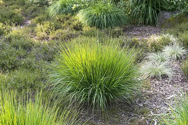 625280 - Purple moor grass (Molinia caerulea 'Rotschopf')